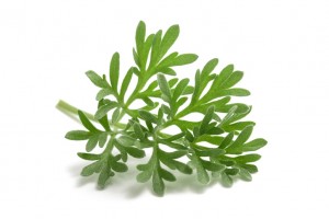 Wormwood (Artemisia absinthium) sprig isolated on white