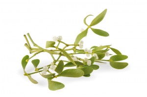 mistletoe branch with berries isolated  on white background